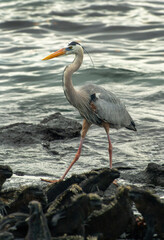 Great Blue heron