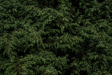 background of green leaves