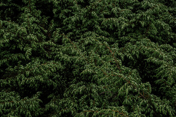 background of green leaves