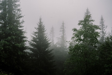 morning in the fogy forest