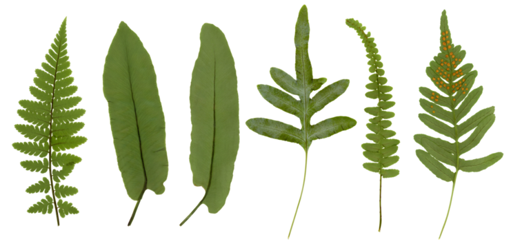 various different pressed fern leaves isolated over a transparent background, cut-out nature, botany, botanical herbarium or forest design elements, PNG