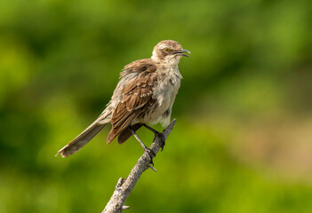 Galapagos Mockingbrid