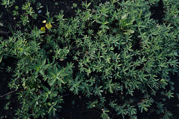 view of field texture background