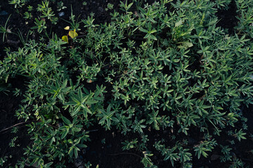 view of field texture background