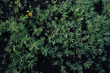 view of field texture background