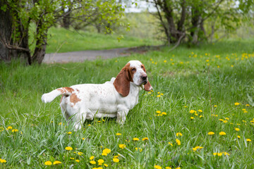 Healthy beautiful male Basset Hound in a flowering field with dandelions