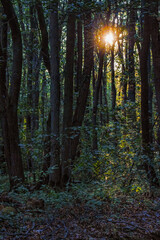 Fototapeta premium Soleil couchant derrière les arbres d'une forêt