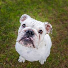 Fototapeta premium Bulldog puppy looking up at the camera