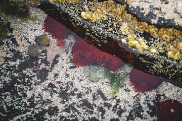 red waratah anemone in shallow water