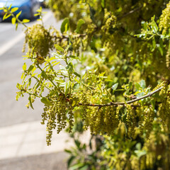 Quercus suber, commonly called the cork oak, is a medium-sized, evergreen oak tree in the section Quercus sect. Cerris.