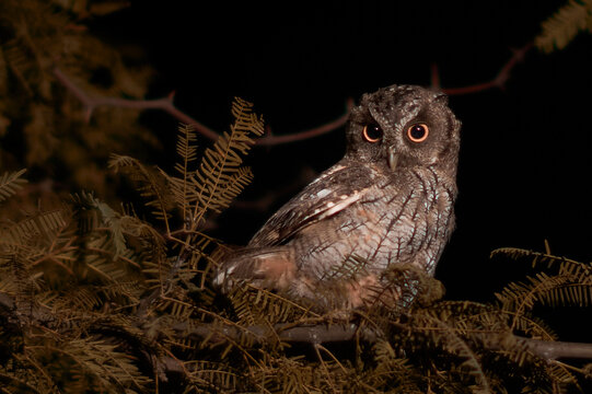 lechuza alicuc&uacute; nocturna posada en un &aacute;rbol espinoso, camuflada, marr&oacute;n, mirando fijamente