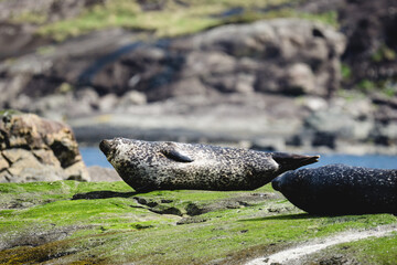 Seals lying in the sun