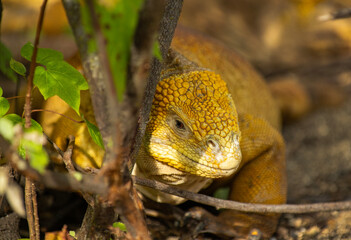 Galapagos Land Iguana