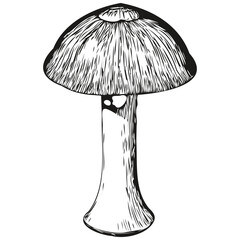 Mushroom realistic pencil drawing in vector, line art illustration of black and white linear fungus