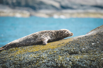 small harbor seal laying on rock
