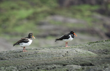 Two oystercatchers standing on rocks