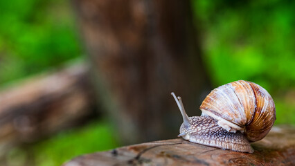 A large snail in a shell crawls on the grass, close-up view