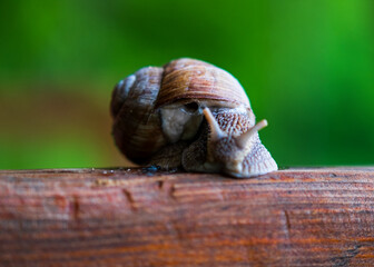 A large snail in a shell crawls on the grass, close-up view