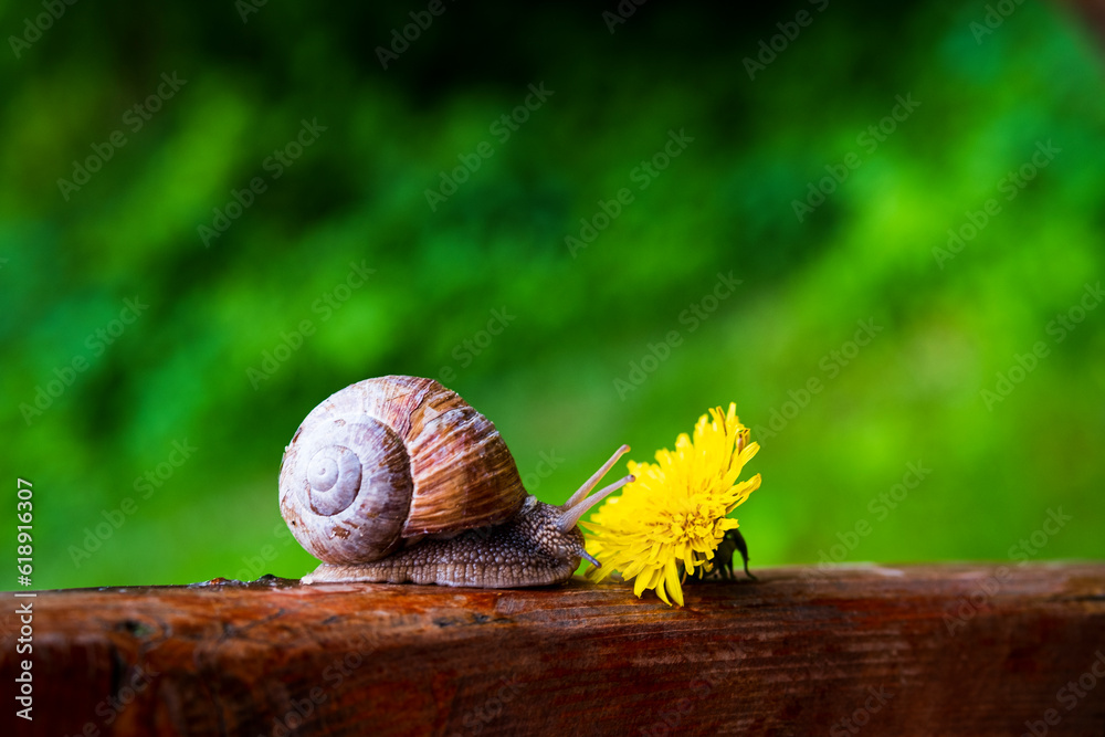 Wall mural A large snail in a shell crawls on the grass, close-up view