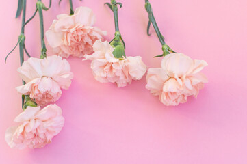 A bouquet of pink carnations lie on a pink background. View from above. Place for text