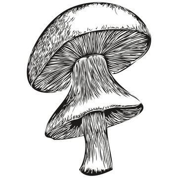 Mushrooms vector , funny outline illustration white background organic fungi