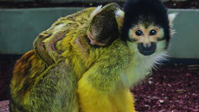 A Squirrel monkey with baby . Relaxing on a tree stump.