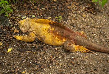 Galapagos Land Iguana