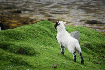 lamb looking out at the water