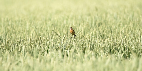 A Male European Stonechat ( Saxicola Rubicola ) in a field of wheat