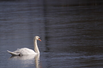 Swan on Lake