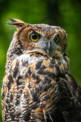 Great horned owl, Bubo virginianus, known as the tiger owl