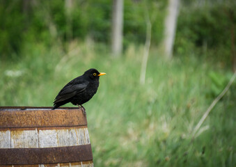 European blackbird sitting on a barrel