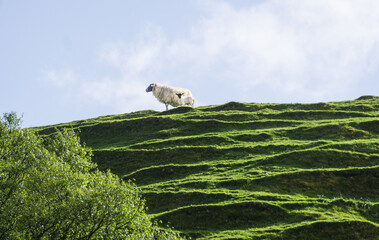 Mother and baby sheep at the top of a hill