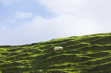 Sheep on a grassy hill