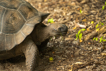 Galapagos Tortoise