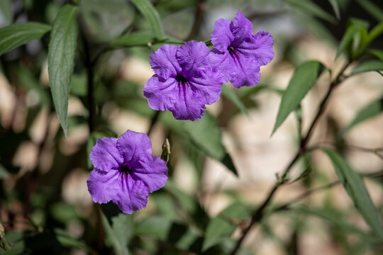 Ruella simplex (Britton'ın vahşi petunyası, Meksika petunyası)