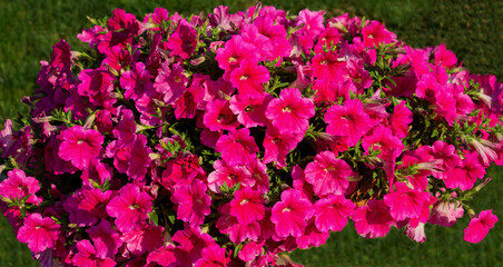 Bright pink petunia flowers on the green grass background 