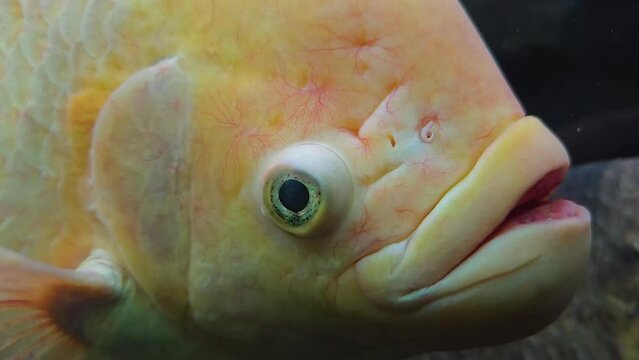  The head and eyes of an Elephant Ear Gourami fish underwater