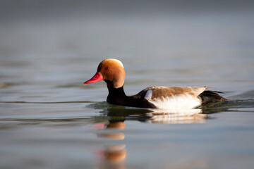 Swimming duck. Red-crested Pochard. (Netta rufina). Blue nature background.
