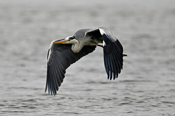 flying Grey heron // fliegender Graureiher (Ardea cinerea)