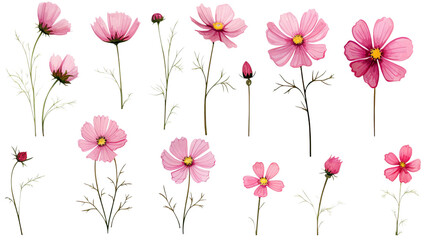 Obraz premium collection of hand drawn cosmos flowers isolated on a transparent background, generative ai