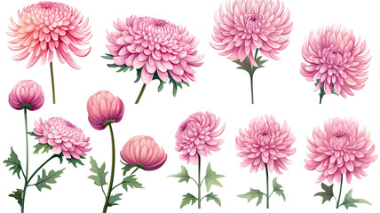 collection of hand drawn chrysanthemums flowers isolated on a transparent background, generative ai