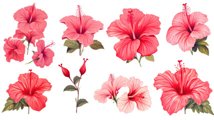 collection of hand drawn hibiscus flowers isolated on a transparent background, generative ai