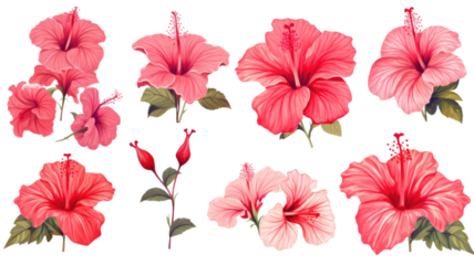 collection of hand drawn hibiscus flowers isolated on a transparent background, generative ai