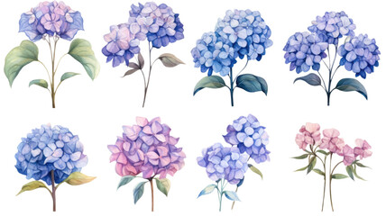 collection of hand drawn hydrangeas flowers isolated on a transparent background, generative ai