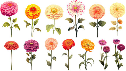 Fototapeta na wymiar collection of hand drawn zinnias flowers isolated on a transparent background, generative ai