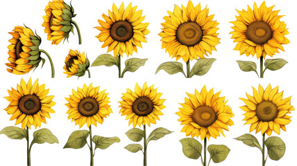 collection of hand drawn sunflowers flowers isolated on a transparent background, generative ai