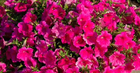 Bright pink petunia flowers growing in the park