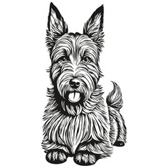 Scottish Terrier dog head line drawing vector,hand drawn illustration with transparent background