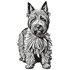 Scottish Terrier dog vector face drawing portrait, sketch vintage style transparent background realistic pet silhouette